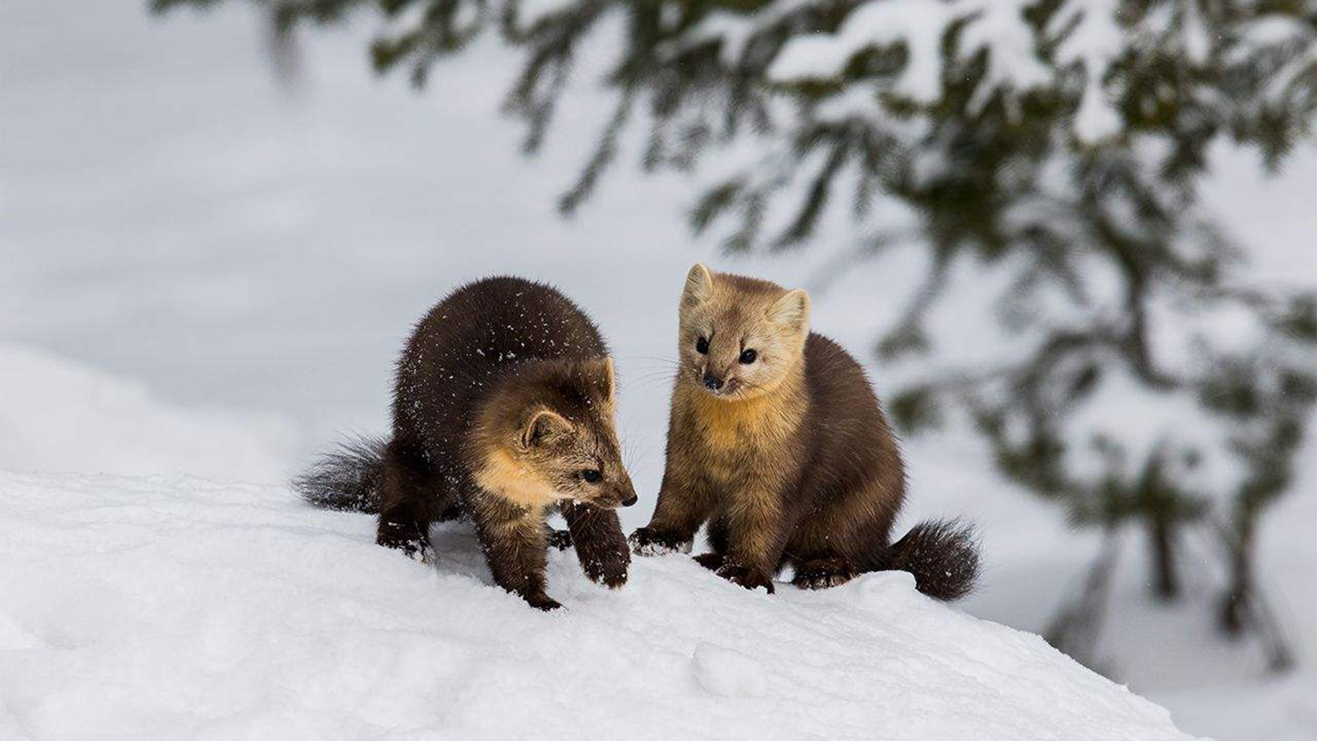 ����ʡ����ɽ����